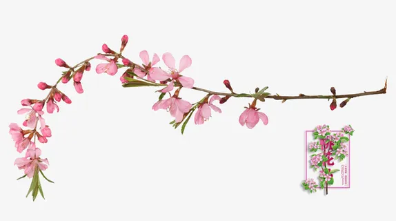 春天桃花节桃花枝图案免抠