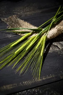 小满二十四节气宣传海报高清 小满二十四节气宣传海报高清