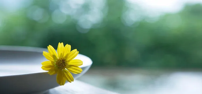 花朵清新简约背景高清