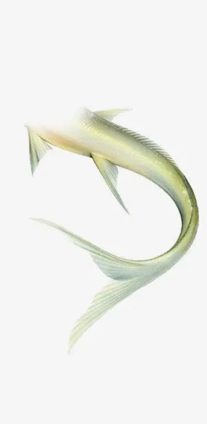 美人鱼尾巴装饰免抠