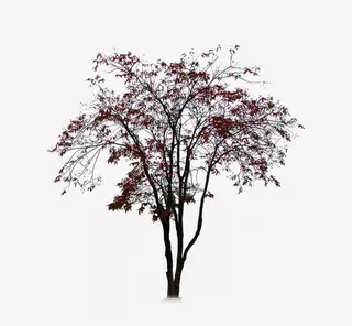 红色小灌木免抠