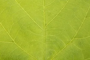 树叶清新的纹理免抠