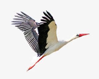 中国风丹顶鹤动物飞翔免抠
