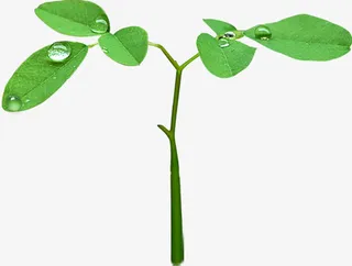 高清摄影绿色树苗水珠免抠
