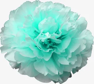 发光的花朵免抠