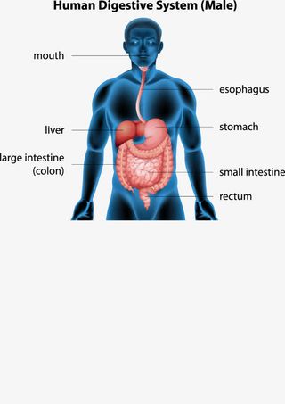 人体解剖信息矢量素材免抠