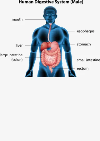 人体解剖信息矢量素材免抠