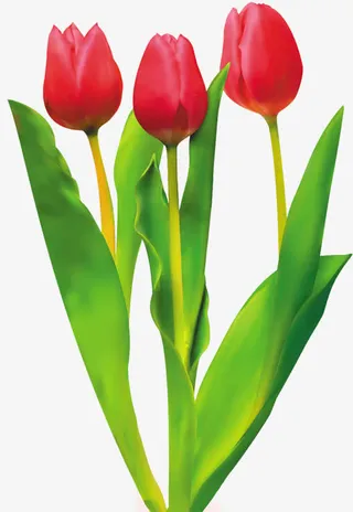 红色郁金香免抠