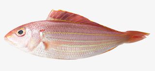 冰鲜野生海鱼红杉鱼免抠