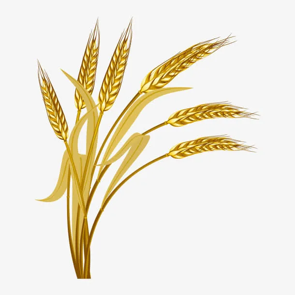 丰收 插画免抠