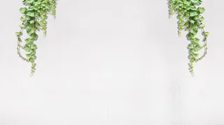 白色简约绿叶藤蔓免抠