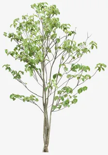绿树树免抠