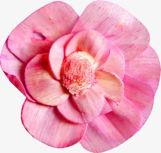 绿植花草水彩花卉免抠