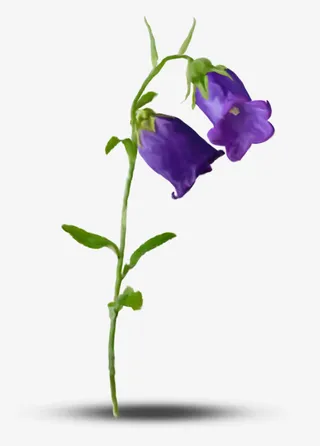 紫色牵牛花免抠