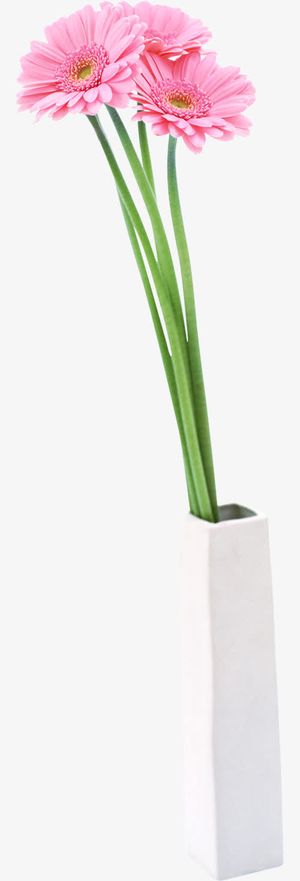 粉色非洲菊插花免抠