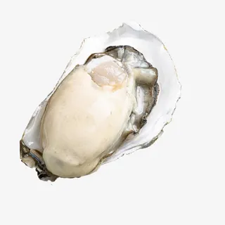 带壳鲜活海蛎免抠