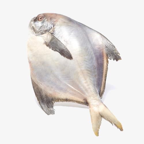 海产鲳鱼免抠