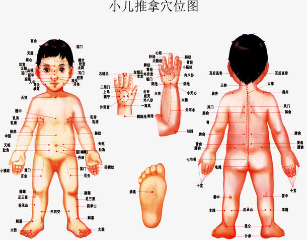 小儿推拿穴位图免抠