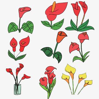 海芋花简笔画免抠