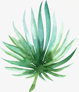 文艺清新花草海报设计装饰椰子叶免抠