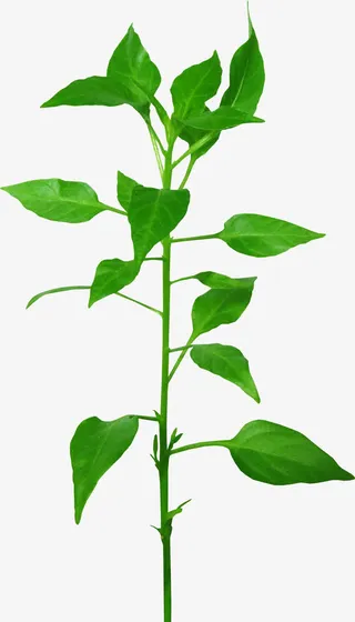 手绘树叶素材树叶飘落图片素材免抠