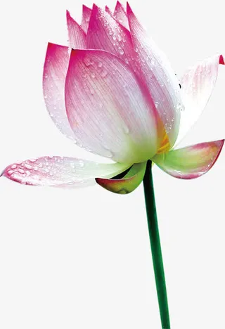 中秋节带水珠的粉色荷花免抠