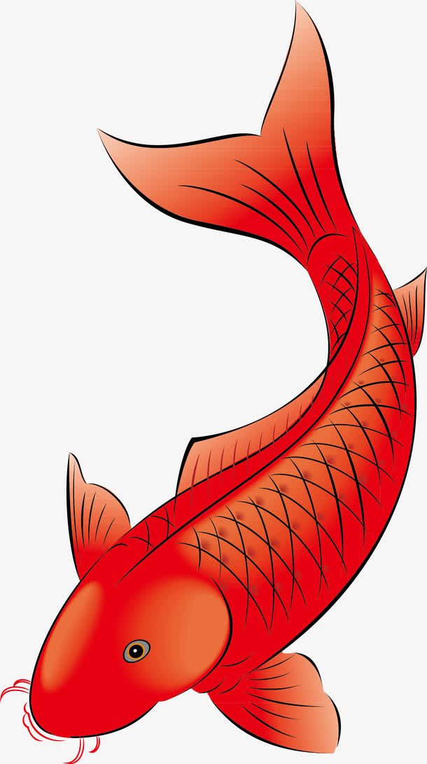 红色鲤鱼矢量素材图免抠