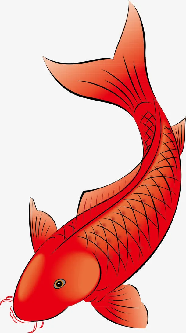 红色鲤鱼矢量素材图免抠