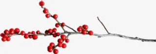 红色果实树枝装饰免抠