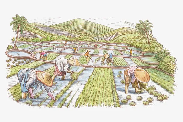 手绘插图农地种植水稻免抠