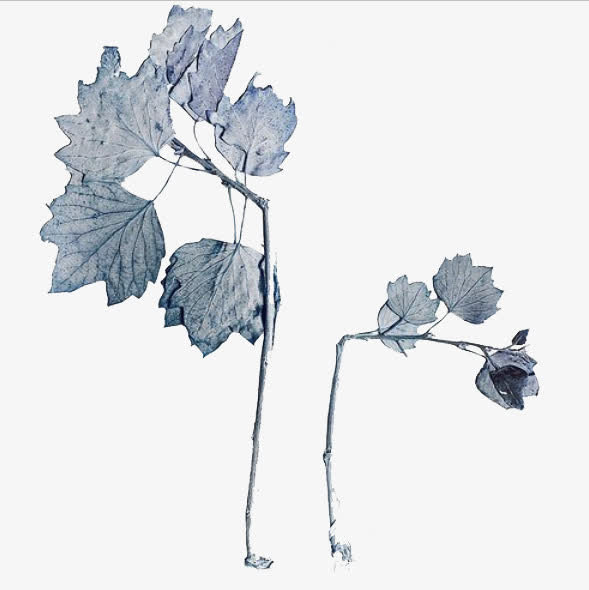 干花树枝免抠