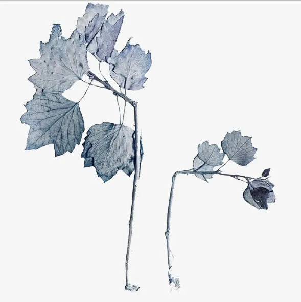 干花树枝免抠