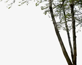 大树乔木前树装饰效果免抠