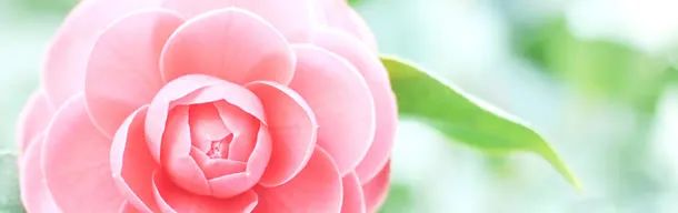 清新唯美花朵特写海报背景