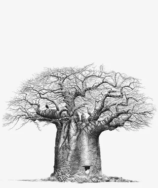 手绘古树免抠