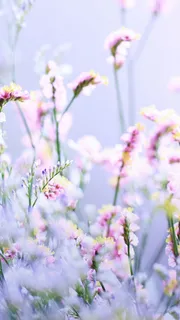 紫色小花背景高清