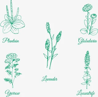 可爱手绘春天花卉免抠