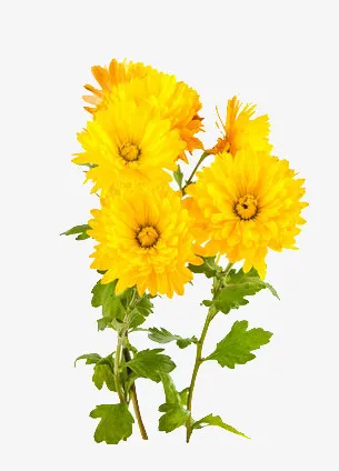 黄色的菊花免抠