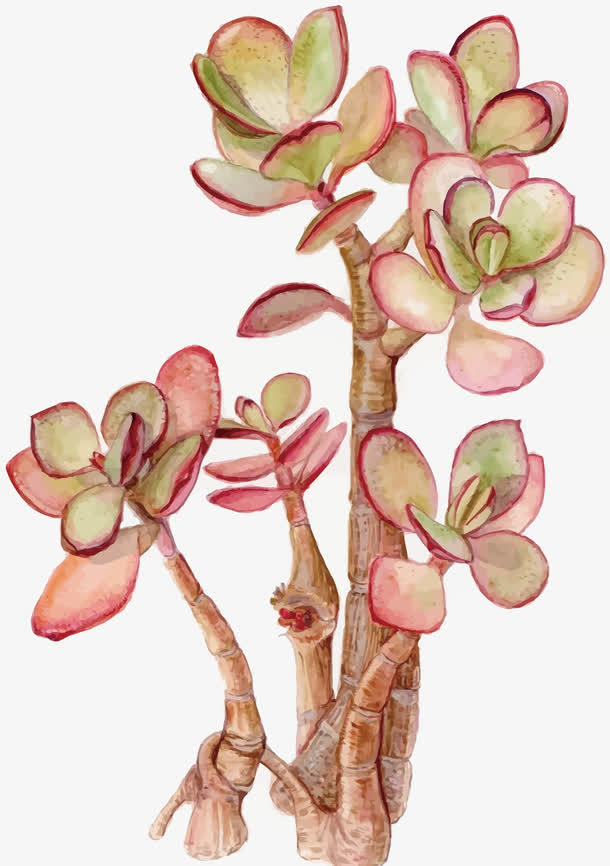 矢量多肉植物免抠