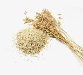 免抠素材燕麦米素材图片免抠