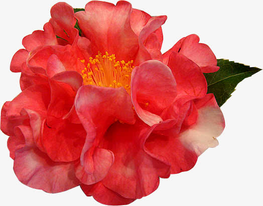 红色茶花免抠