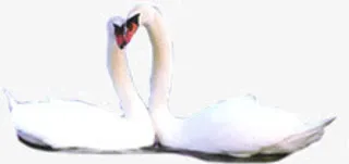 漂亮的池塘白鹅免抠