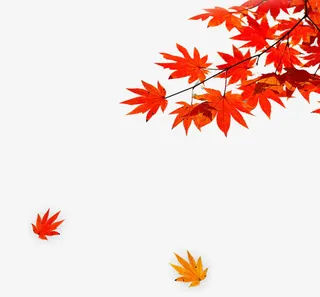 红色枫叶飘落免抠