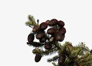 松树枝素材图片免抠