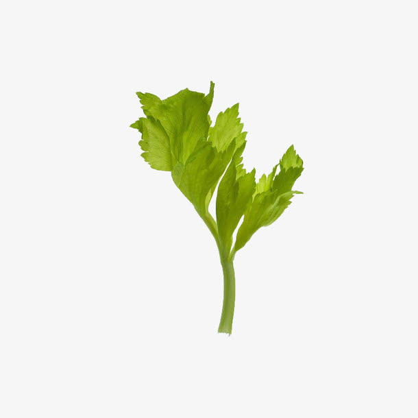 芹菜嫩芽芹菜叶免抠