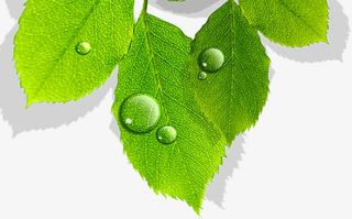 春天绿叶水滴装饰免抠