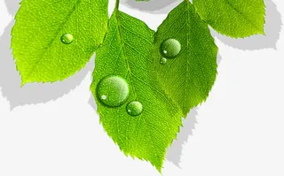 春天绿叶水滴装饰免抠