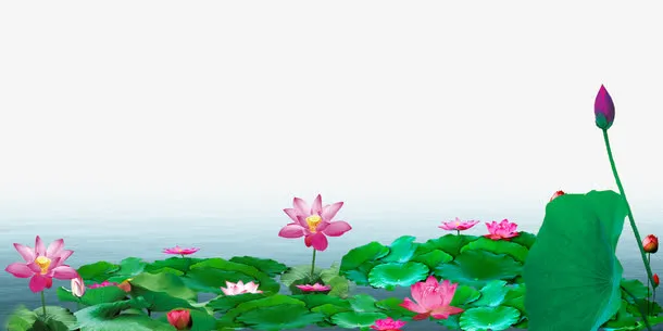荷花免抠