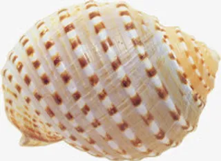 夏日海报海边沙滩贝壳免抠