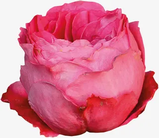 花朵图片素材免抠